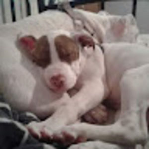 Meet your Posher, Janice